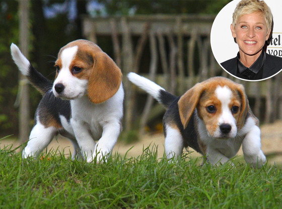 Ellen DeGeneres, Beagle Puppies Ellen DeGeneres, Beagle Puppies